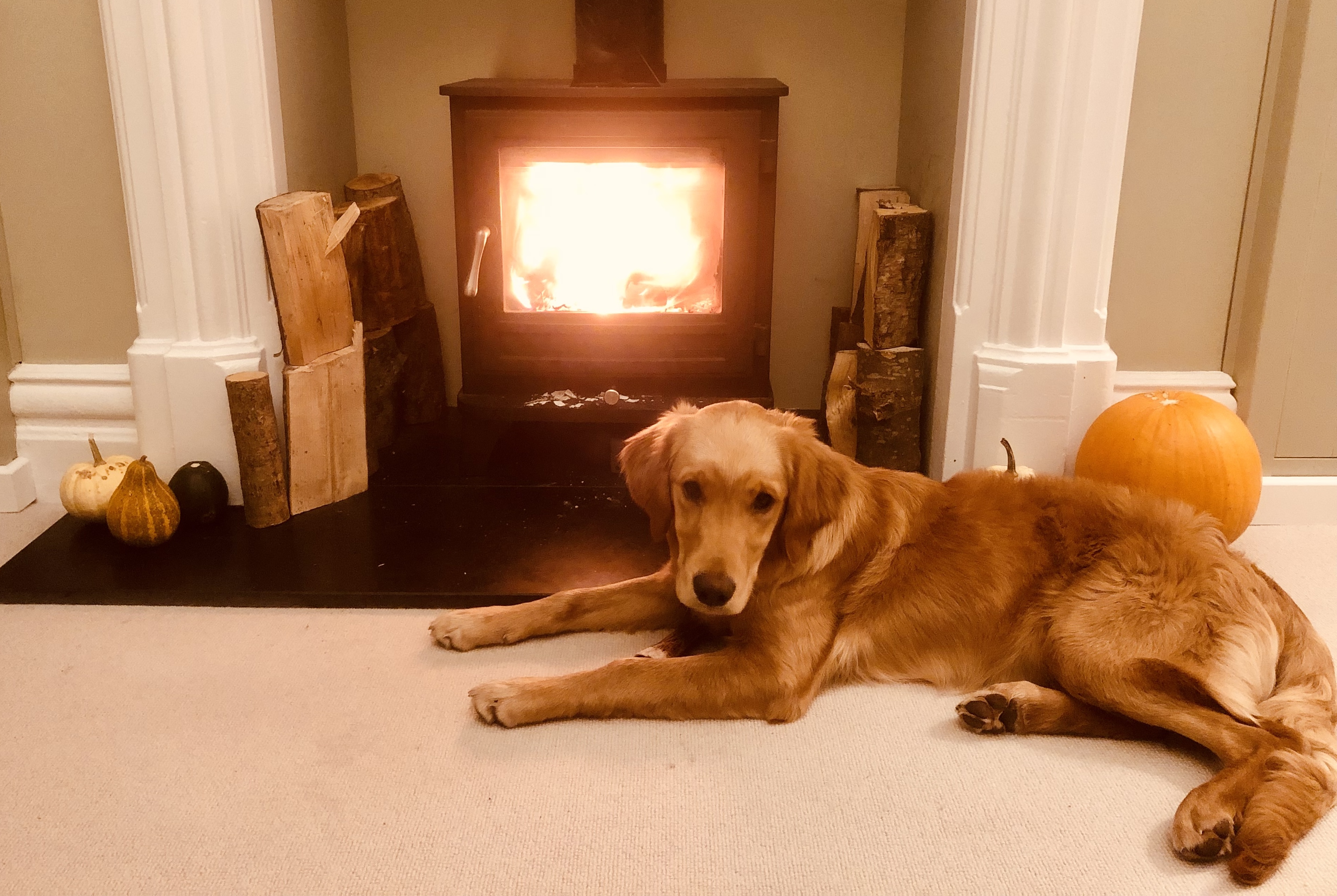 Photo of our dog Tiffin lying in front of the wood burner