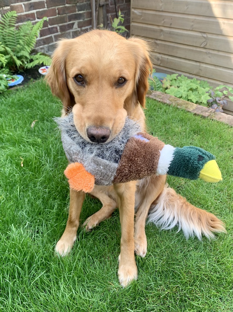 Photo of our dog Tiffin with a soft toy duck in her mouth
